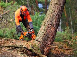 Best Grass Overseeding  in Scottsville, NY