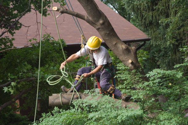 Best Emergency Tree Removal  in Scottsville, NY